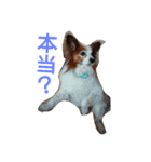 パピヨンのぴーちゃん（個別スタンプ：1）
