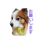 パピヨンのぴーちゃん（個別スタンプ：2）