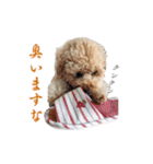 チロル・くうのワンコント（個別スタンプ：6）