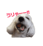 チロル・くうのワンコント（個別スタンプ：7）