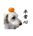 チロル・くうのワンコント（個別スタンプ：9）