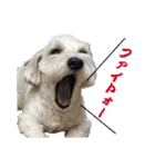 チロル・くうのワンコント（個別スタンプ：10）