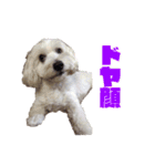 チロル・くうのワンコント（個別スタンプ：14）