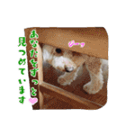 チロル・くうのワンコント（個別スタンプ：15）