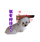 チロル・くうのワンコント（個別スタンプ：16）