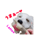 チロル・くうのワンコント（個別スタンプ：17）