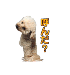 チロル・くうのワンコント（個別スタンプ：19）