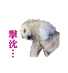 チロル・くうのワンコント（個別スタンプ：20）