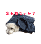 チロル・くうのワンコント（個別スタンプ：21）