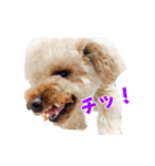 チロル・くうのワンコント（個別スタンプ：22）