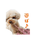 チロル・くうのワンコント（個別スタンプ：23）