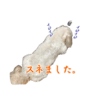 チロル・くうのワンコント（個別スタンプ：25）