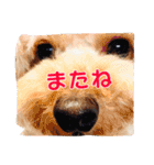 チロル・くうのワンコント（個別スタンプ：30）