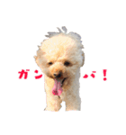 チロル・くうのワンコント（個別スタンプ：31）