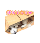チロル・くうのワンコント（個別スタンプ：32）