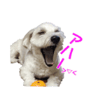 チロル・くうのワンコント（個別スタンプ：34）