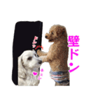 チロル・くうのワンコント（個別スタンプ：37）