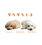 チロル・くうのワンコント（個別スタンプ：38）