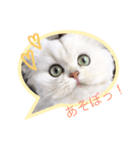 白猫かりん（個別スタンプ：4）