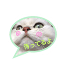 白猫かりん（個別スタンプ：5）