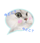 白猫かりん（個別スタンプ：6）