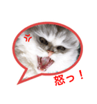 白猫かりん（個別スタンプ：8）