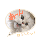 白猫かりん（個別スタンプ：9）