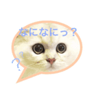 白猫かりん（個別スタンプ：10）