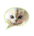 白猫かりん（個別スタンプ：12）