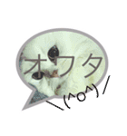 白猫かりん（個別スタンプ：16）