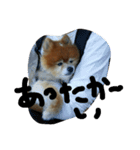 ラブちゃんの日常3（個別スタンプ：11）