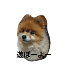 ラブちゃんの日常3（個別スタンプ：16）