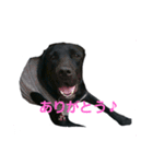 nichijyo aiken（個別スタンプ：1）