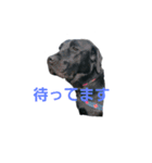 nichijyo aiken（個別スタンプ：4）