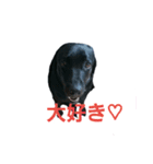 nichijyo aiken（個別スタンプ：7）