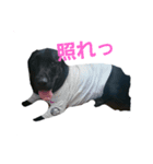nichijyo aiken（個別スタンプ：11）