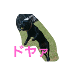 nichijyo aiken（個別スタンプ：12）