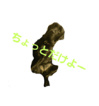 nichijyo aiken（個別スタンプ：16）