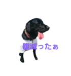 nichijyo aiken（個別スタンプ：19）