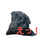 nichijyo aiken（個別スタンプ：20）