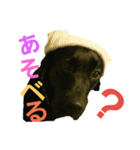 nichijyo aiken（個別スタンプ：24）