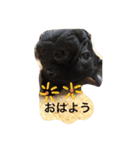 ほんわかフレブル（個別スタンプ：1）