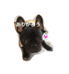 ほんわかフレブル（個別スタンプ：2）