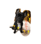 ほんわかフレブル（個別スタンプ：4）