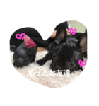 ほんわかフレブル（個別スタンプ：5）