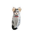 猫3兄弟（個別スタンプ：1）