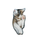 猫3兄弟（個別スタンプ：2）