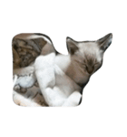 猫3兄弟（個別スタンプ：3）