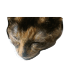 猫3兄弟（個別スタンプ：6）