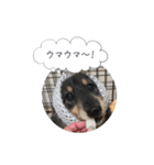ミニチュアダックス寧寧と愉快な仲間達 2（個別スタンプ：4）